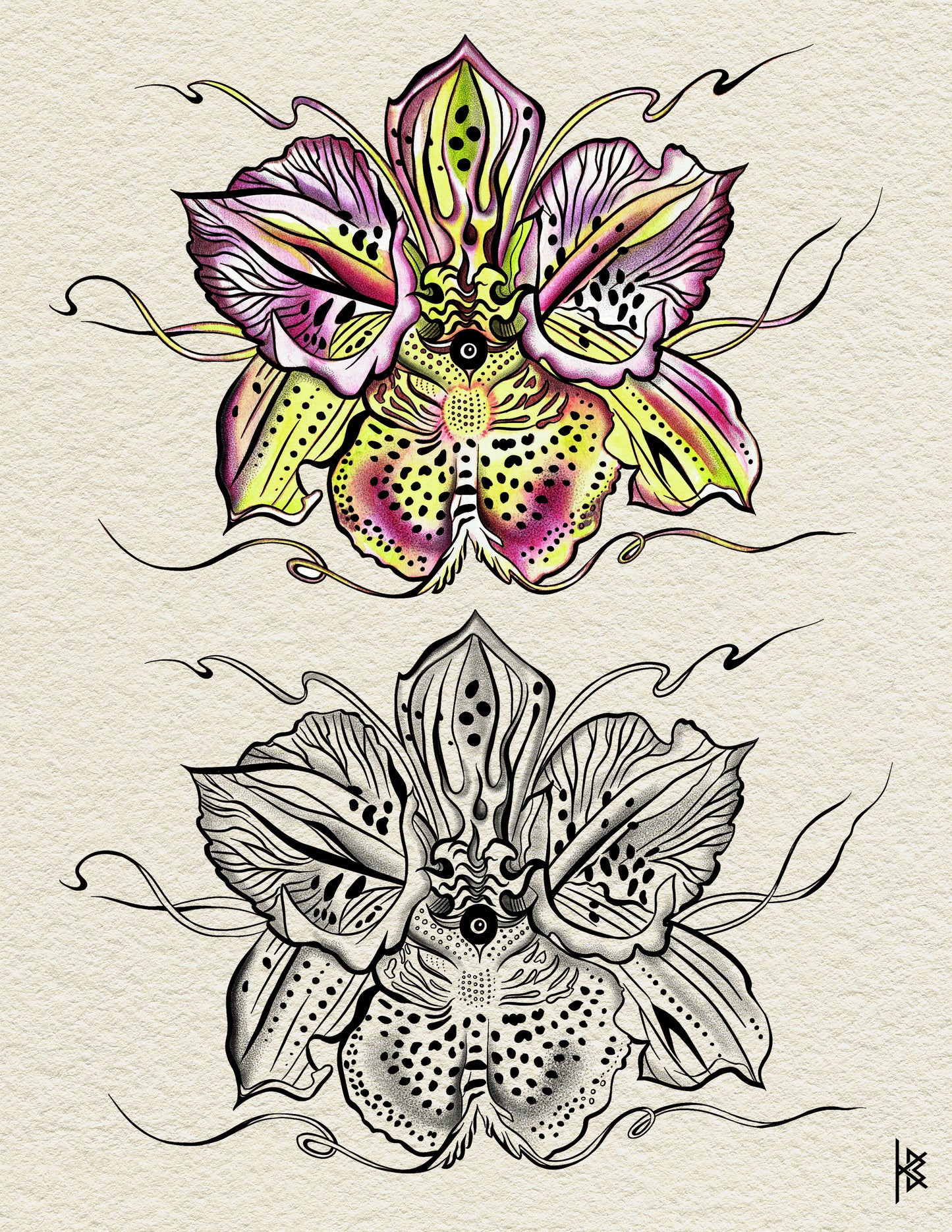 TIGER ORCHID